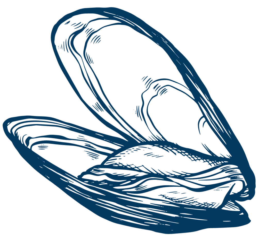 Watermark mussel right