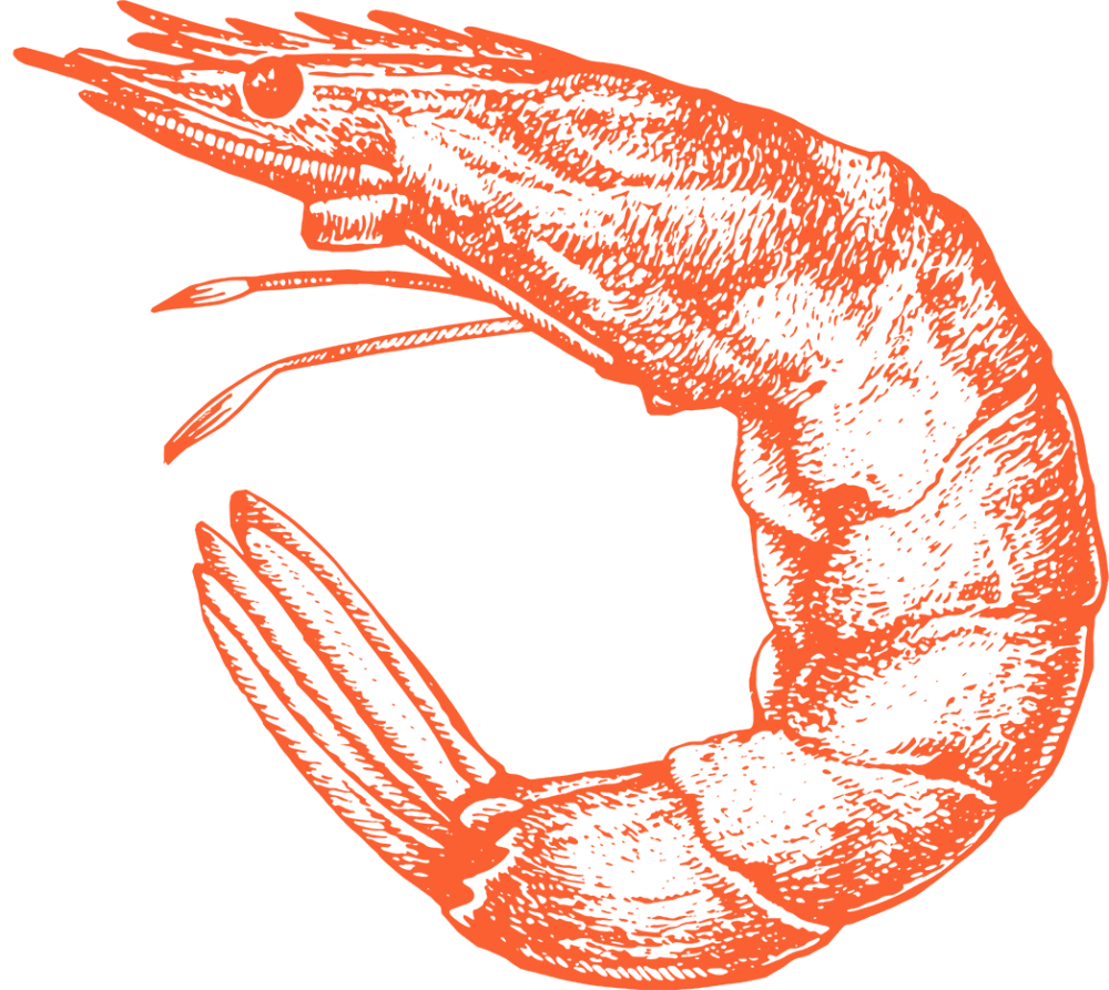 Watermark shrimp right