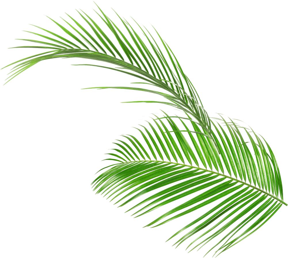 Leaves right