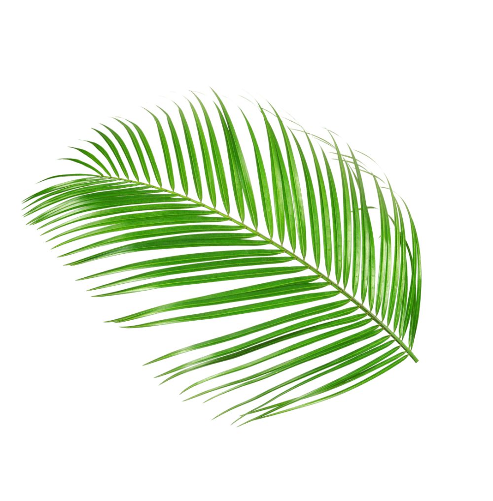 Leaf 3