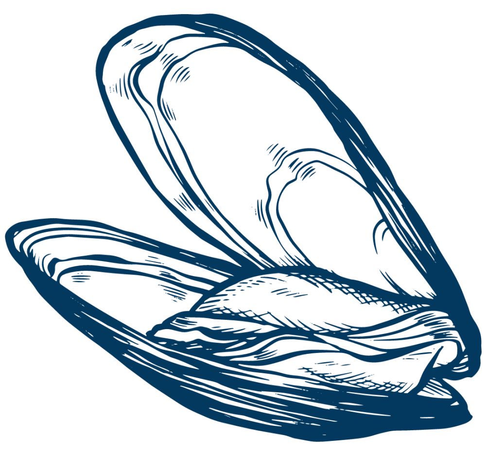 Watermark mussel right
