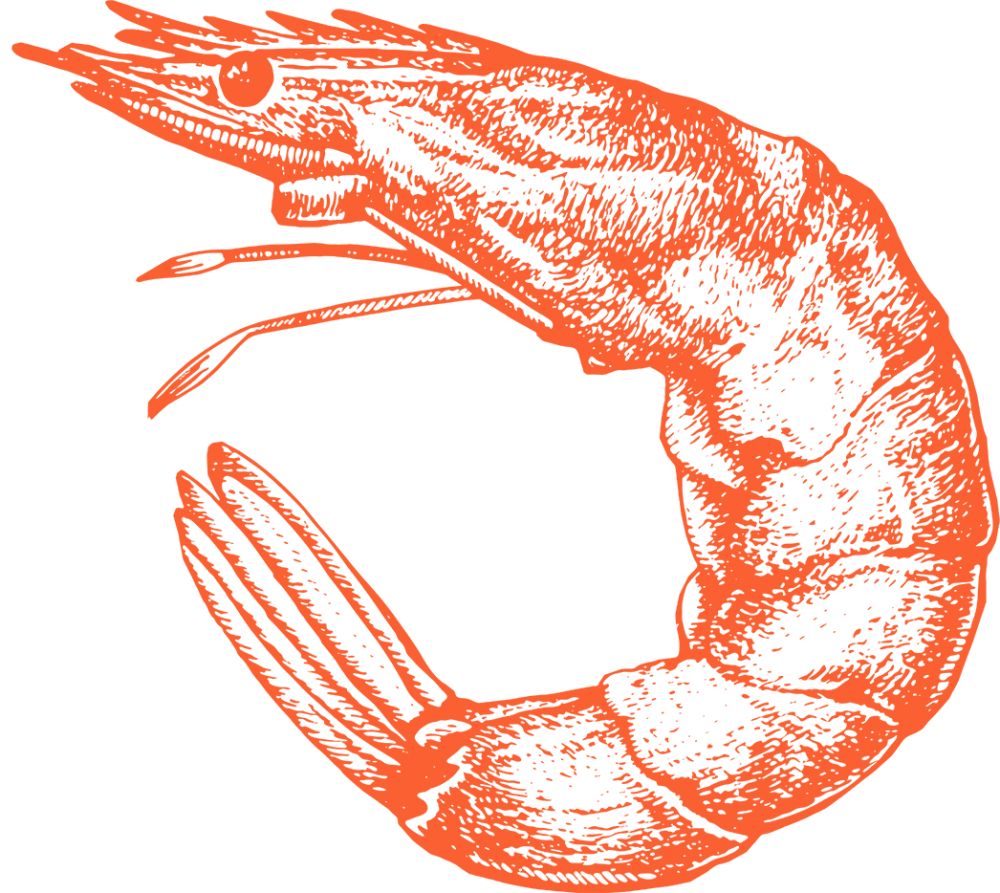Watermark shrimp right