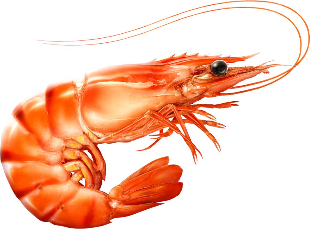 Shrimp 1
