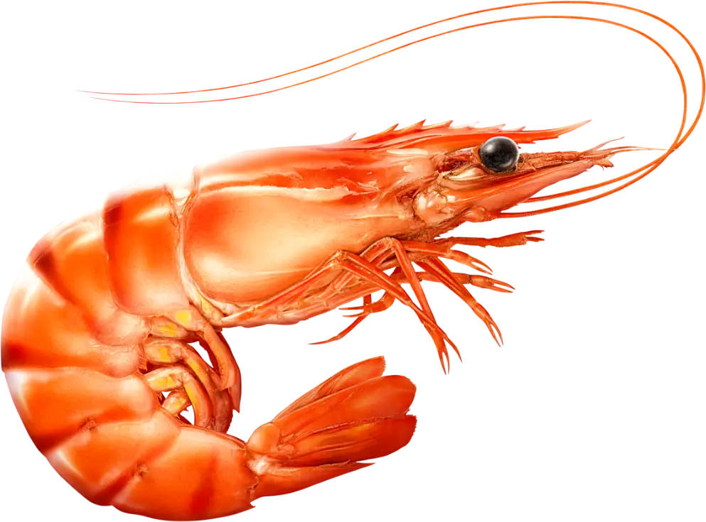 Ilustracja przedstawiająca krewetkę